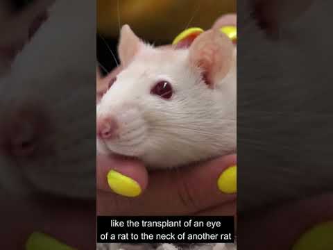 Video: Žiurkės kaip terapijos gyvūnai