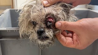 Recovery Of A Lone Survived Stray Dog Who Lost An Eye Gives Hope To Our Rescue Work.