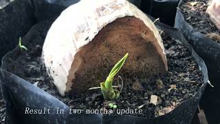 How to germinate Coconut Tree Fast From Seed