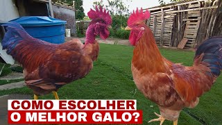 Como Escolher Um Bom Galo Reprodutor