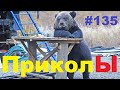 ЛУЧШИЕ ПРИКОЛЫ 2019 Декабрь #135 Ржач до слез, угар, приколы - ПРИКОЛЮХА ХАХАХА