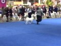 Silverplume's How Sweet it Is Becomes a Champion at Eukanuba Silverplume's How Sweet it Is Becomes a Champion at Eukanuba