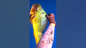 Placed A Very Poor Shot Into A Mahi Mahi With My Speargun 