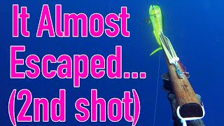 placed a very poor shot into a mahi mahi with my speargun.....