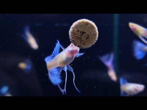 Video Guppy Blue Toapaz ribbon, cá bảy màu các loại - youtube