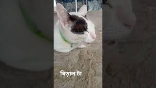 বিড়াল টা #funnyvideo #funny #funnycat #cat #funnypet #catvideo #funnyanimal #pet #funnycatvideo