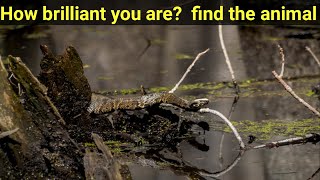 "Where's the Wild Thing? Can You Find the Hidden Animal?| A Picture Puzzle Challenge" part 3 screenshot 4