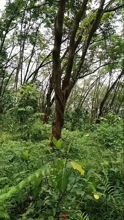 Kebun Karet Jalupang,Kalijati