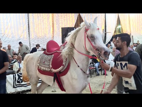 عزيز الحلواني اول مرة و سامح البراجيلي مولد الجيزة 2022