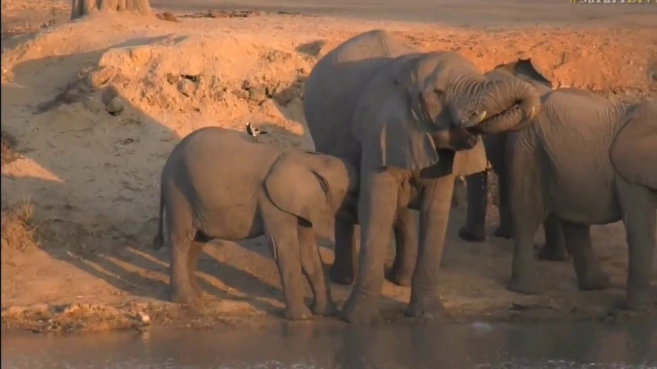 sindile faku July 28, 2017 -Sunset - Such beautiful animals The Elephants