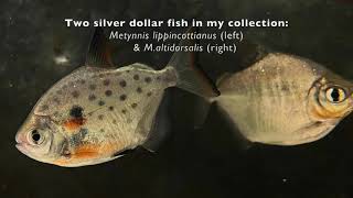 KEEPING AND BREEDING SILVER DOLLAR FISH