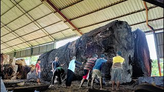 Black monster tamarind wood from the Bonabagu plains, Sulawesi, owned by Mr. Otosima, Japan!! sawed