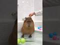 Prince Tonkatsu👑 #animals #capybara #capibara #カピバラ #動物