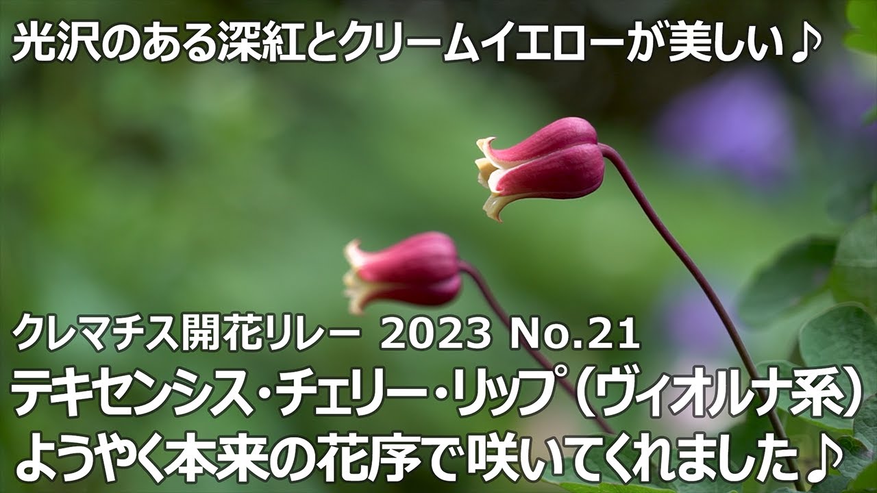 クレマチス開花リレー 2023 No.21】 テキセンシス・チェリー・リップ