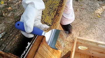 Uncapping honey fork for beekeeper---stainless steel  Uncapping tools