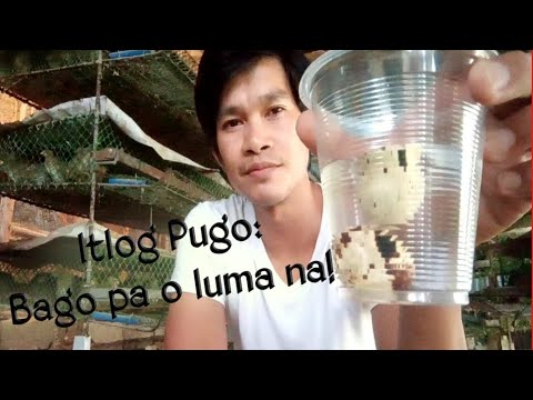 Video: Paano mo nakikilala ang mga sariwang itlog?