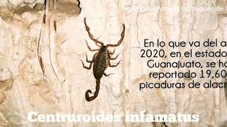 Pequeña información sobre la especie más tóxica de la región: Centruroides infamatus