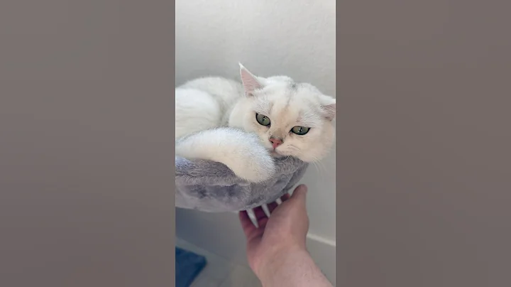 Watch the video about 13 months old kitty…they grow up too fast! 🐈 British Shorthair Bros. #cat