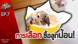 EP7.การเลือกซื้อลูกป้อน (Buying baby feeder selection)