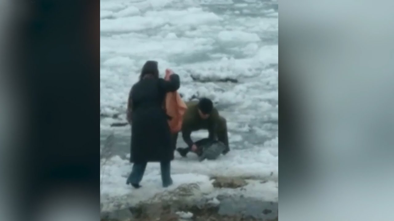 Малыша-тюленя спасли из ледяной ловушки в Приморье