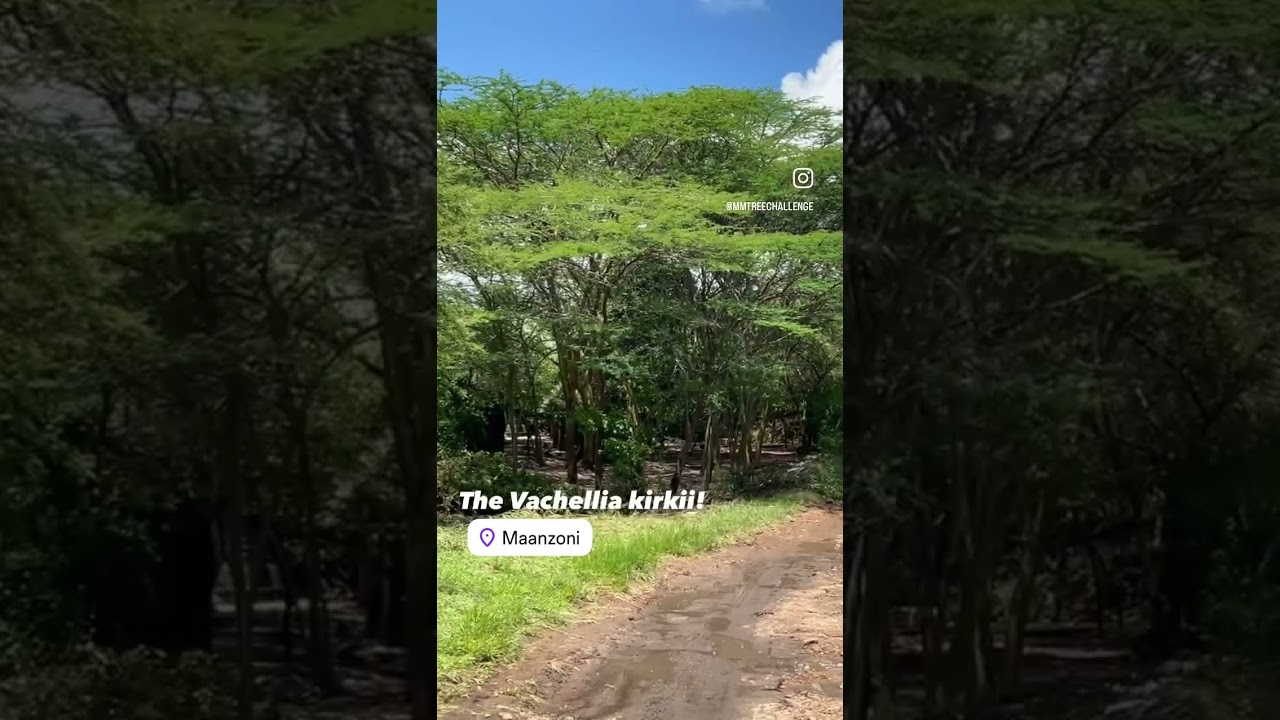 The Tree That Sustains Life in Maanzoni | 