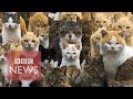 Japan's Cat Island - BBC News