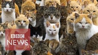 Japan's Cat Island - BBC News(Subscribe to BBC News www.youtube.com/bbcnews Tourists from around Japan have been flocking to a tiny fishing community, to see what has been ..., 2015-03-03T15:39:37.000Z)