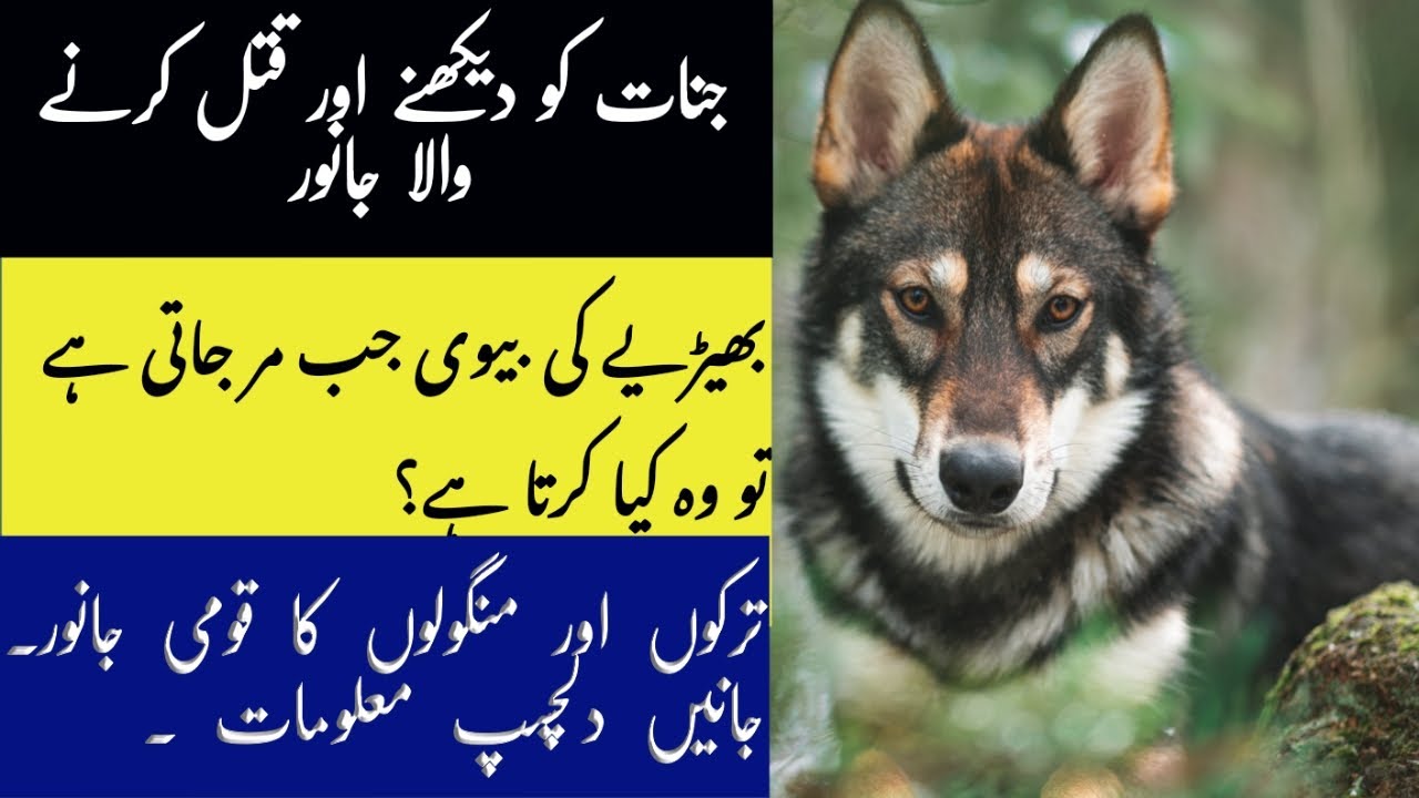 Interesting Facts About Wolves Hidden Facts About Wolf in Hindi/Urdu Animal Documentary