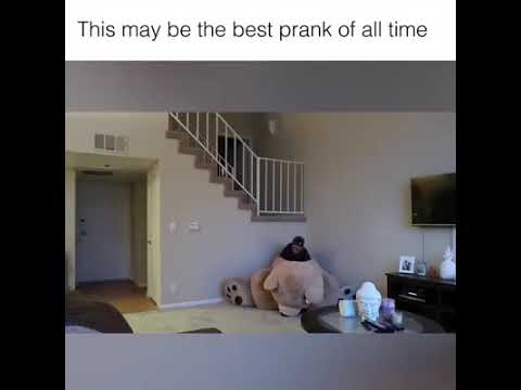 teddy-bear-prank-by-husband-on-his-wife.