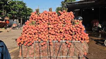 CẬP NHẬT GIÁ VẢI HÔM NAY 4.7 2025  ÍT VẢI GIÁ ỔN ĐỊNH TĂNG NHẸ DỄ BÁN