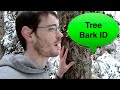 Tree Bark Identification: How To Identify Trees Without Leaves Tree Bark Identification: How To Identify Trees Without Leaves