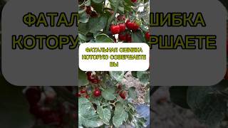 Фатальная ошибка.Избегайте ее! #огород #дача #сад