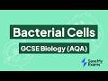 Bacterial Cells: GCSE Biology (AQA)