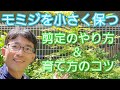 【モミジを小さく保つ方法】剪定と庭での育て方のコツ(2022年5月)🌱🙆