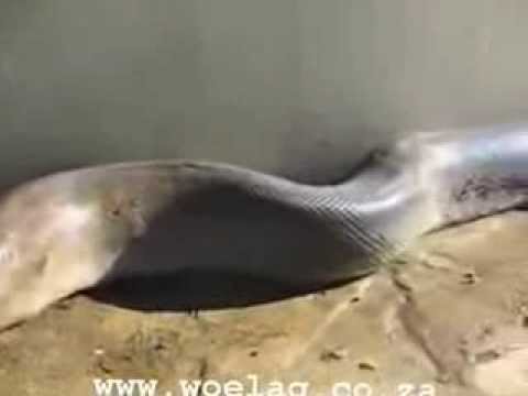 How a snake eat a cow - YouTube