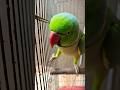 #parrot #talkingparot #birds #nonstoptalkingparrot #funnyshorts #shorts ##viral #viralvideo #shorts