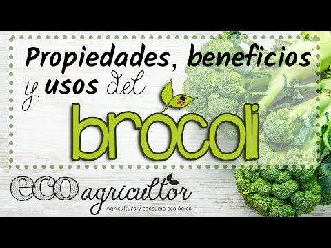 Propriétés, bienfaits et utilisations du BROCOLI ou BROCOLI - ECOagricultor