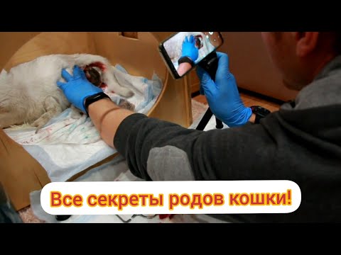 Как принять роды у кошки в домашних условиях видео