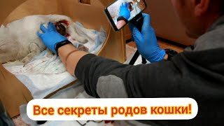 видео: Родовой процесс кошки! Что подготовить, как перерезать пуповину! Все секреты! Роды кошки без цензуры картинка: Родовой процесс кошки! Что подготовить, как перерезать пуповину! Все секреты! Роды кошки без цензуры