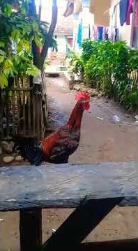 Pelung kembang kananga (Suara Ngoleg)