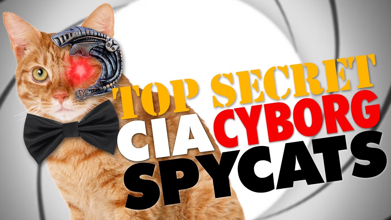CIA Cats Spy. Spy Cat. Кошка шпион. My cat now