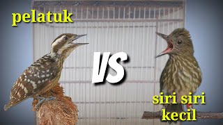 masteran pelatuk vs siri siri kecil tembakan sadis bunyi cecurut