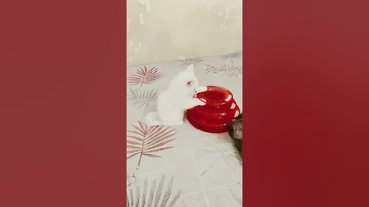 Video 11793121: funny cat british shorthair, funny cats kittens meowing