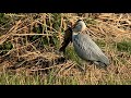 Graureiher frisst grosse Schleihe, Wauwilermoos (LU), 22.04.21