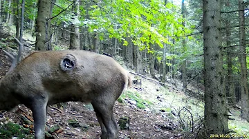 Jak dlouho jsou jeleni v kohoutku?