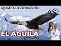 EL ÁGUILA (Aprendiendo de los Animales)