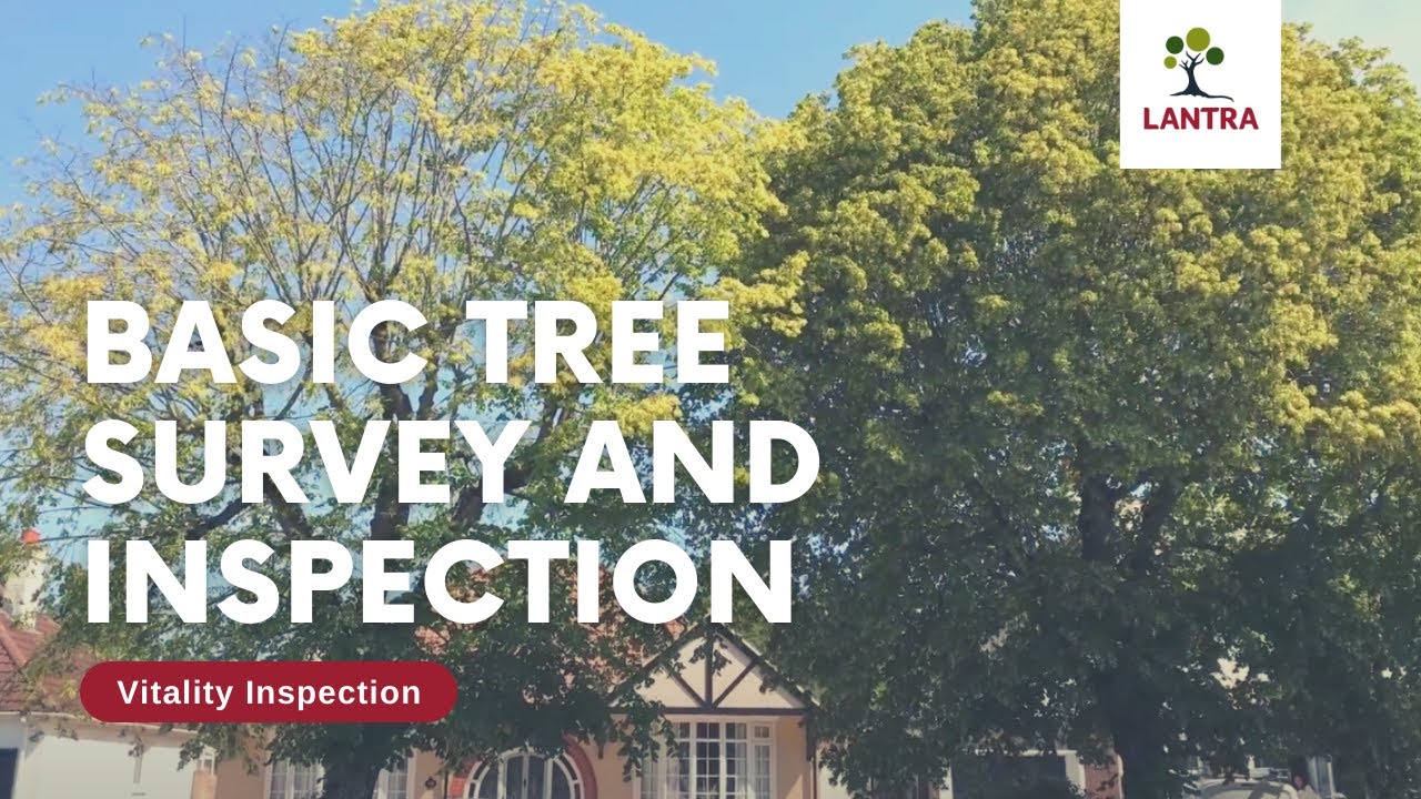 Basic Tree Survey and Inspection - 1. Vitality Inspection - YouTube