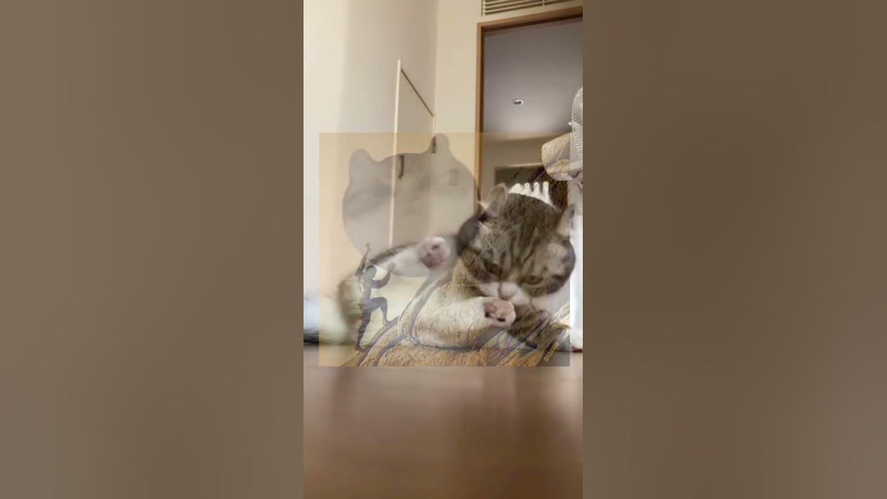 сложна #комару#кумару#кот#коты#пон - YouTube