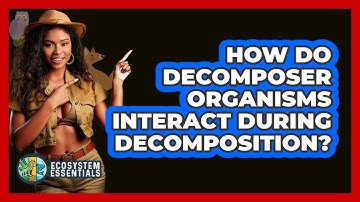 How Do Decomposer Organisms Interact During Decomposition? - Ecosystem Essentials