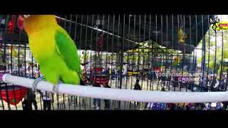 BATAVIA CUP V 2018 : BIKIN GEGER ! LOVEBIRD 700 JUTA, JARWO KONSLET JADI TONTONAN PESERTA